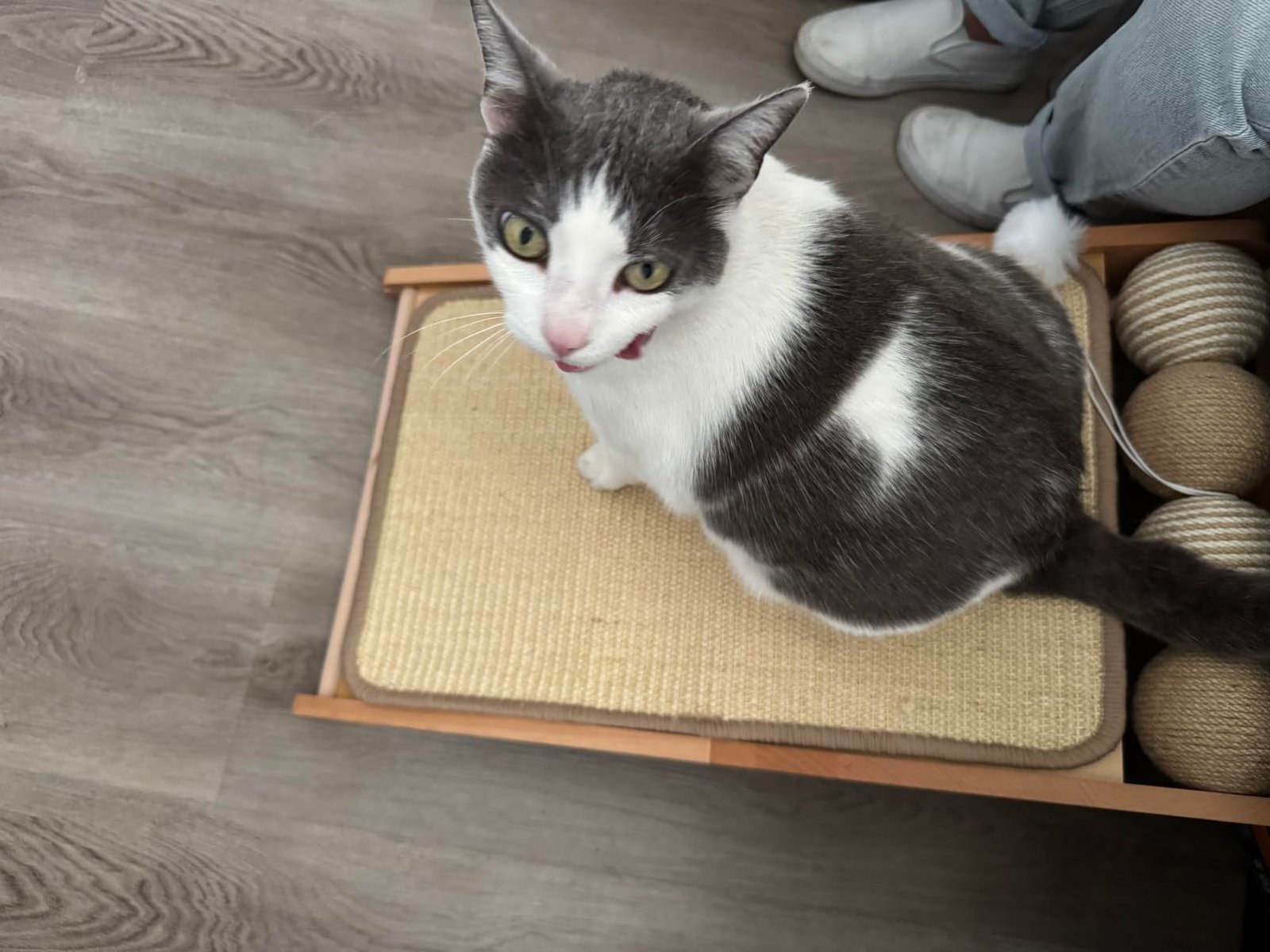 Wooden Sisal Cat Scratcher Ramp photo review