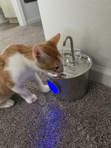 2.2L Detachable‑Tank Pet Fountain photo review