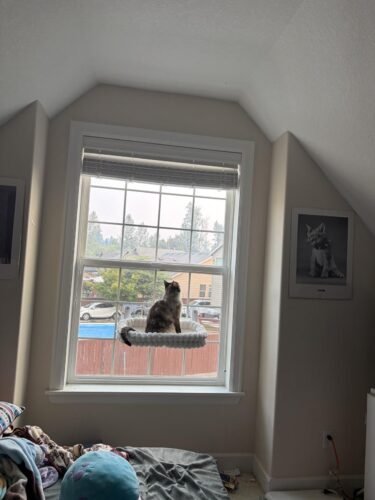 Cheerpals Foldable Cat Window Perch photo review