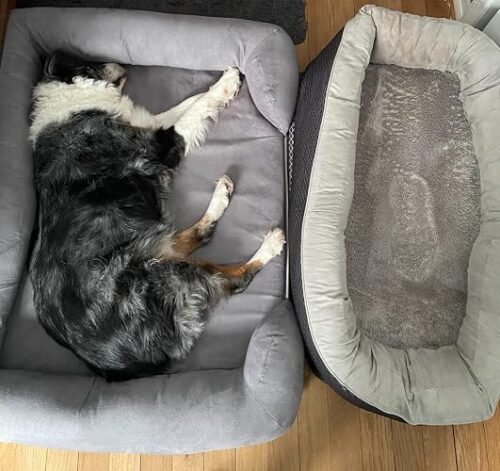 Friends Forever Orthopedic Dog Bed photo review