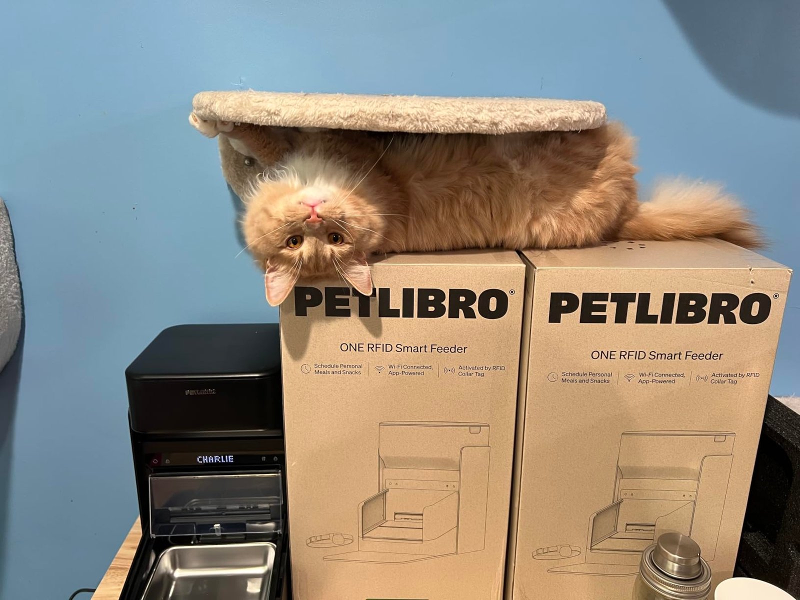 3L RFID Smart Cat Feeder photo review