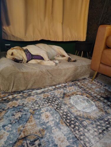 XXL Orthopedic Dog Couch Bed photo review