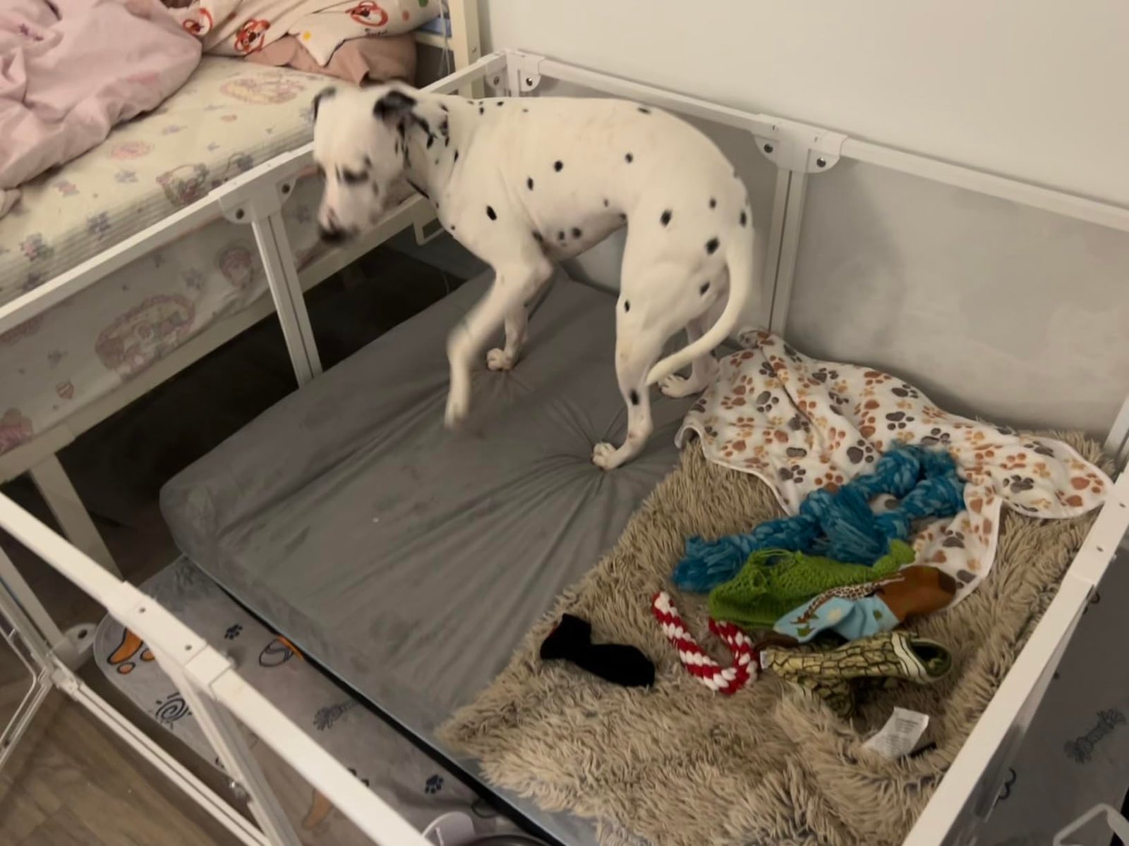 Laifug Orthopedic Dog Bed photo review