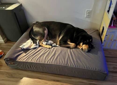 XXL Orthopedic Dog Couch Bed photo review