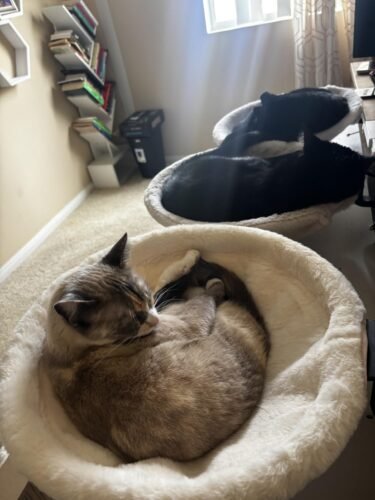 Rotating Desk Cat Bed photo review