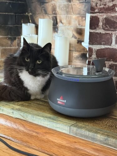 Bissell HydrateWell Cat Fountain photo review