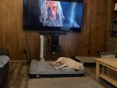Laifug Orthopedic Dog Bed photo review