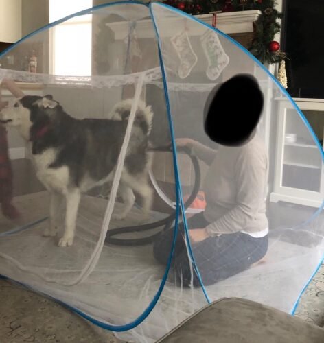 Single Speed Pet Air Dryer photo review
