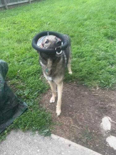 Eco Floating Dog Frisbee photo review