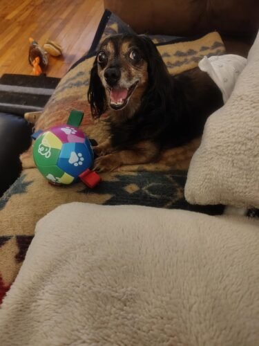 QDAN Durable Dog Soccer Balls photo review