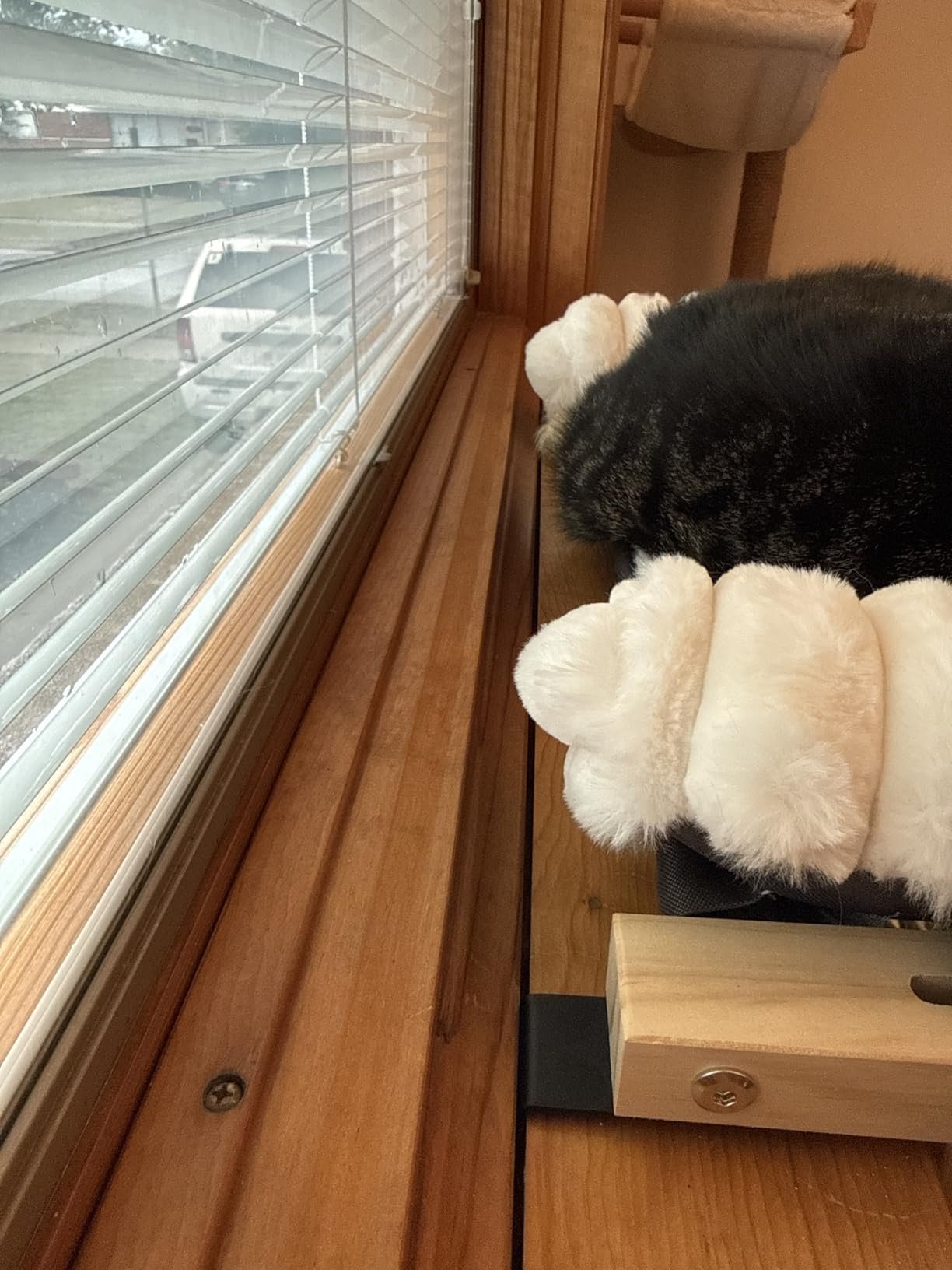 Cloud‑Soft Cat Window Sill Perch photo review