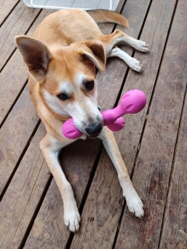 West Paw Large Dog Tug Toy photo review