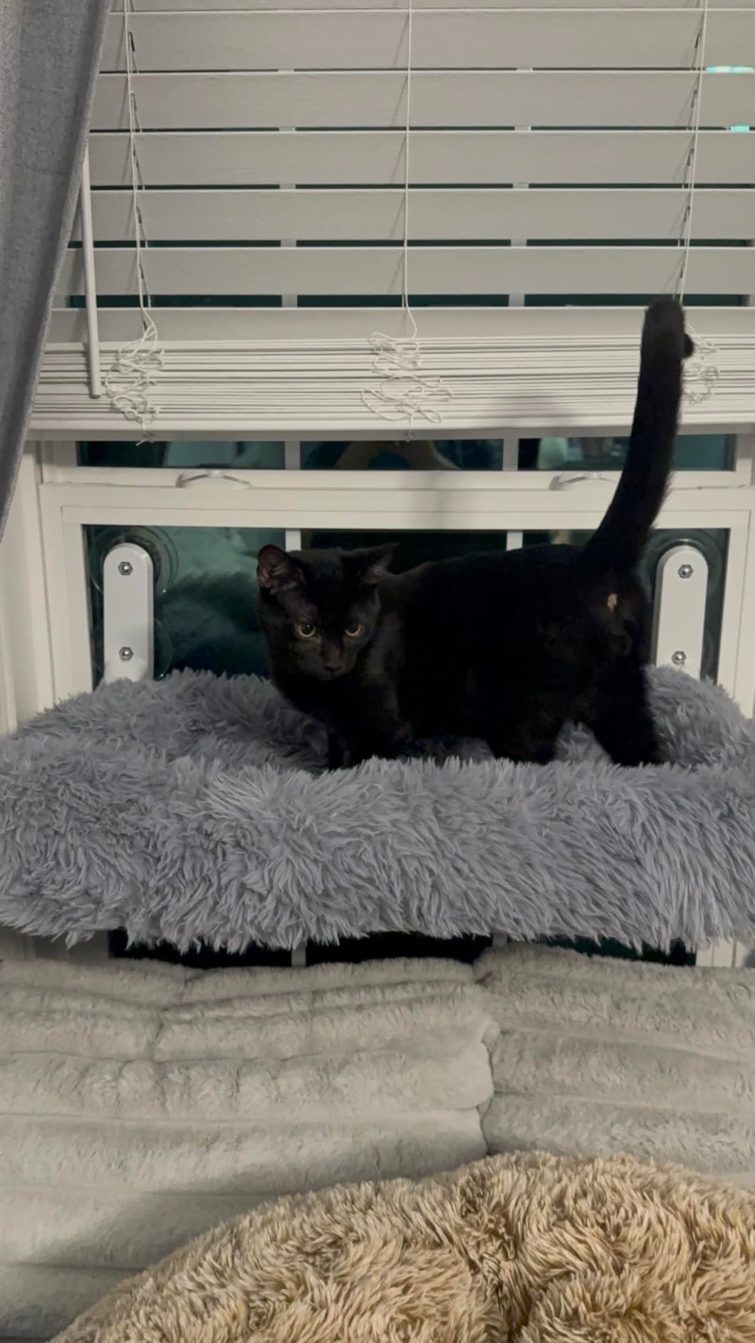 Zoratoo Foldable Cat Sill Bed photo review