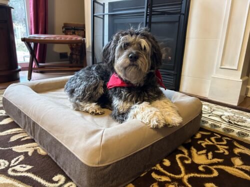 Casper Memory Foam Dog Bed photo review