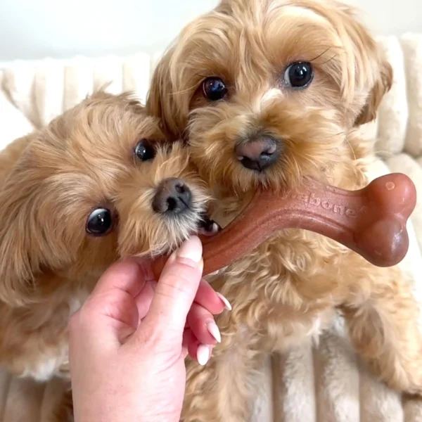 814n+tciXGL._AC_SL1500_ Large‑Dog Nylabone 4‑Pack