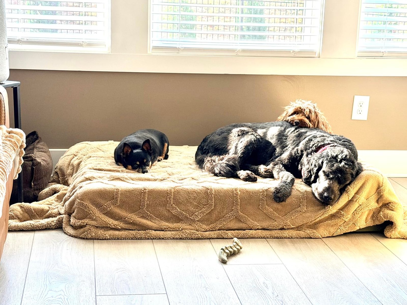 XXL Orthopedic Dog Couch Bed photo review