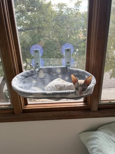 Glow‑in‑Dark Cat Hammock photo review