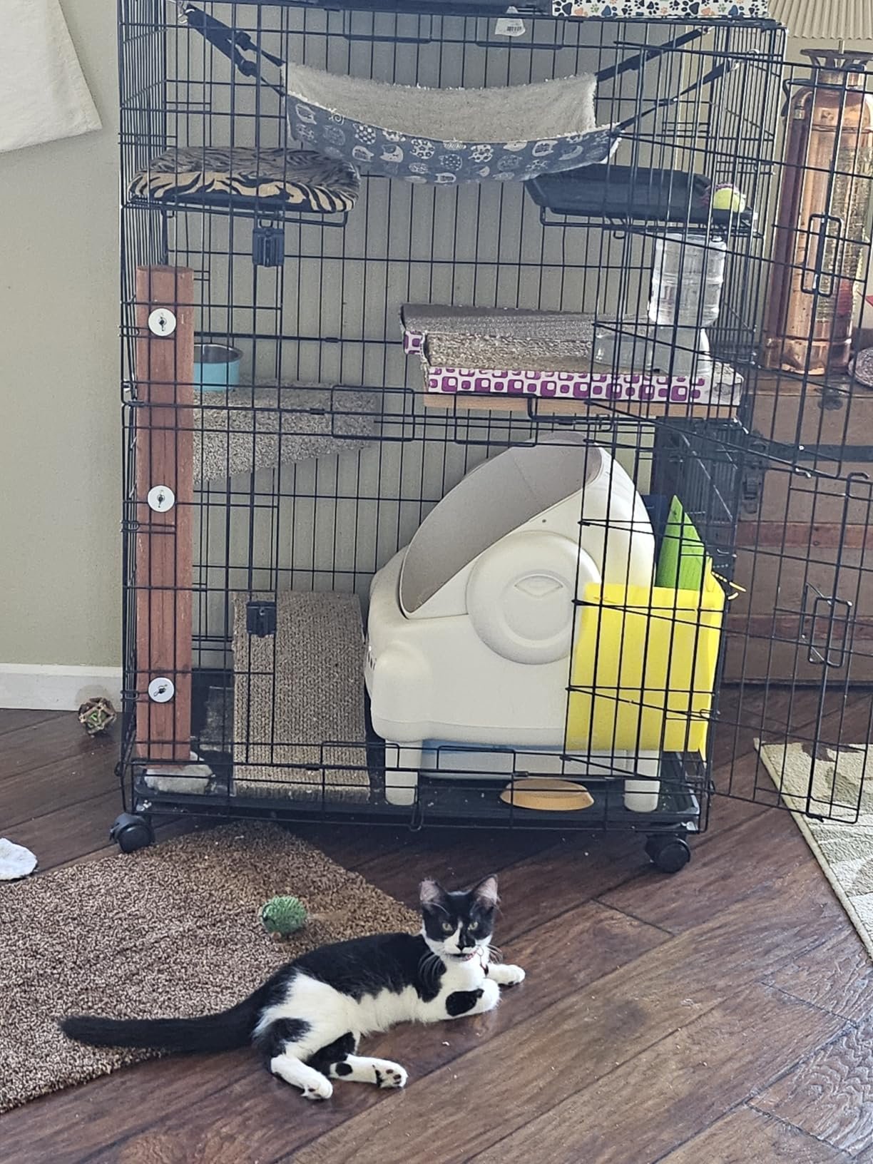 Paruuntys Automatic Litter Box photo review
