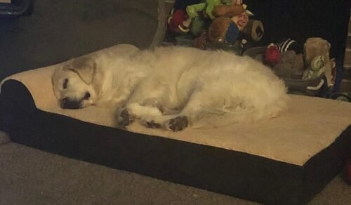 KOPEKS Orthopedic Dog Bed photo review