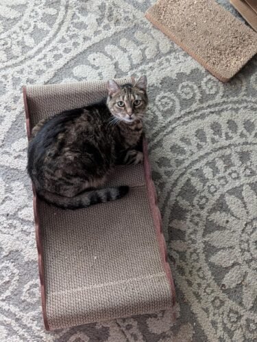 Eheyciga Large Cat Scratcher Bed photo review