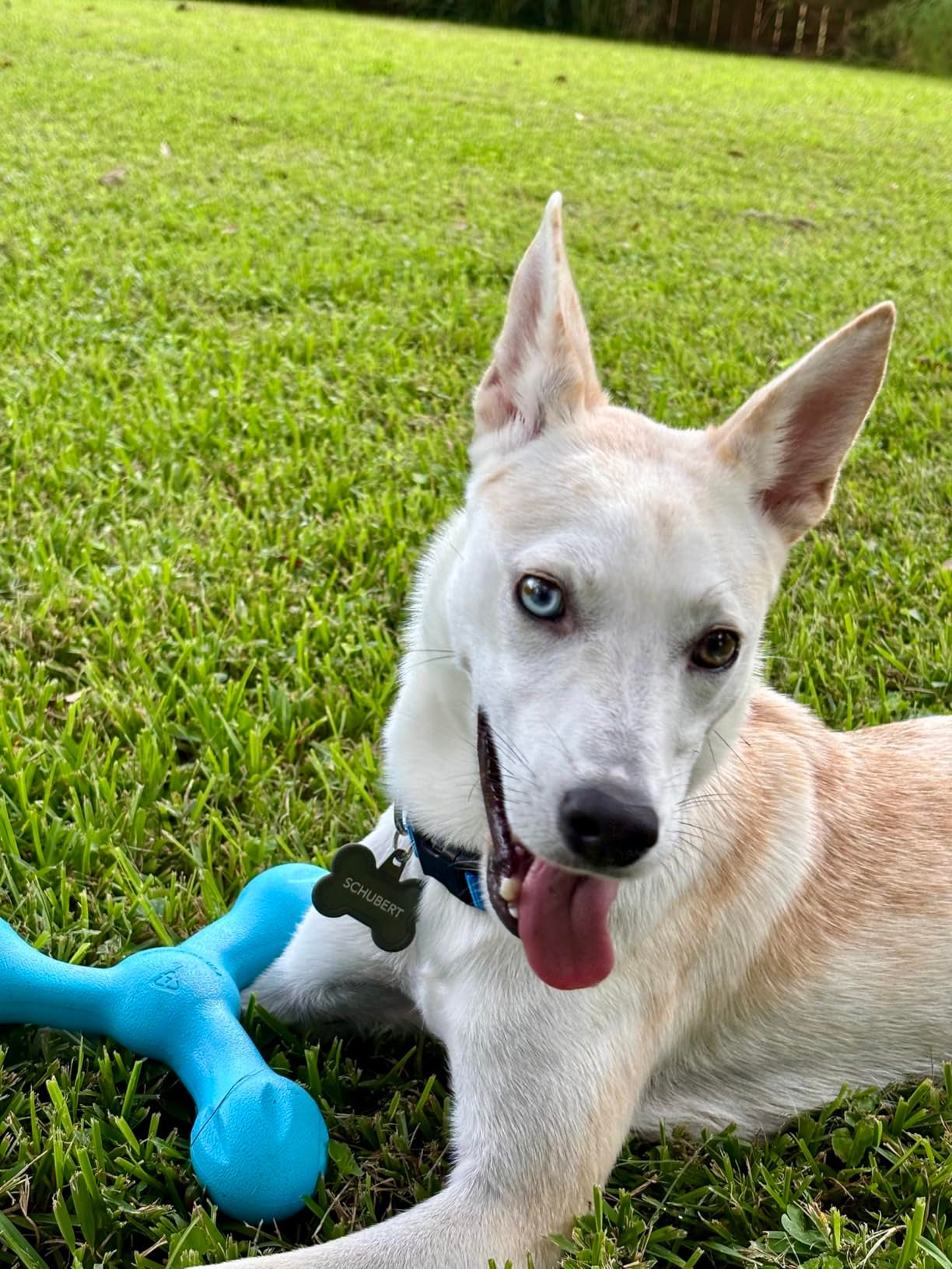 West Paw Large Dog Tug Toy photo review