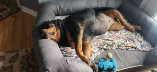 Friends Forever Orthopedic Dog Bed photo review