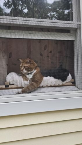 Soft Cat Window Perch photo review