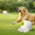 81LHtVwVvOL._AC_SL1500_ Rechargeable Dog Ball Launcher