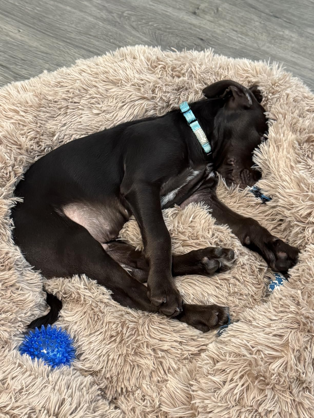 Giant Human‑Size Pet Bed photo review