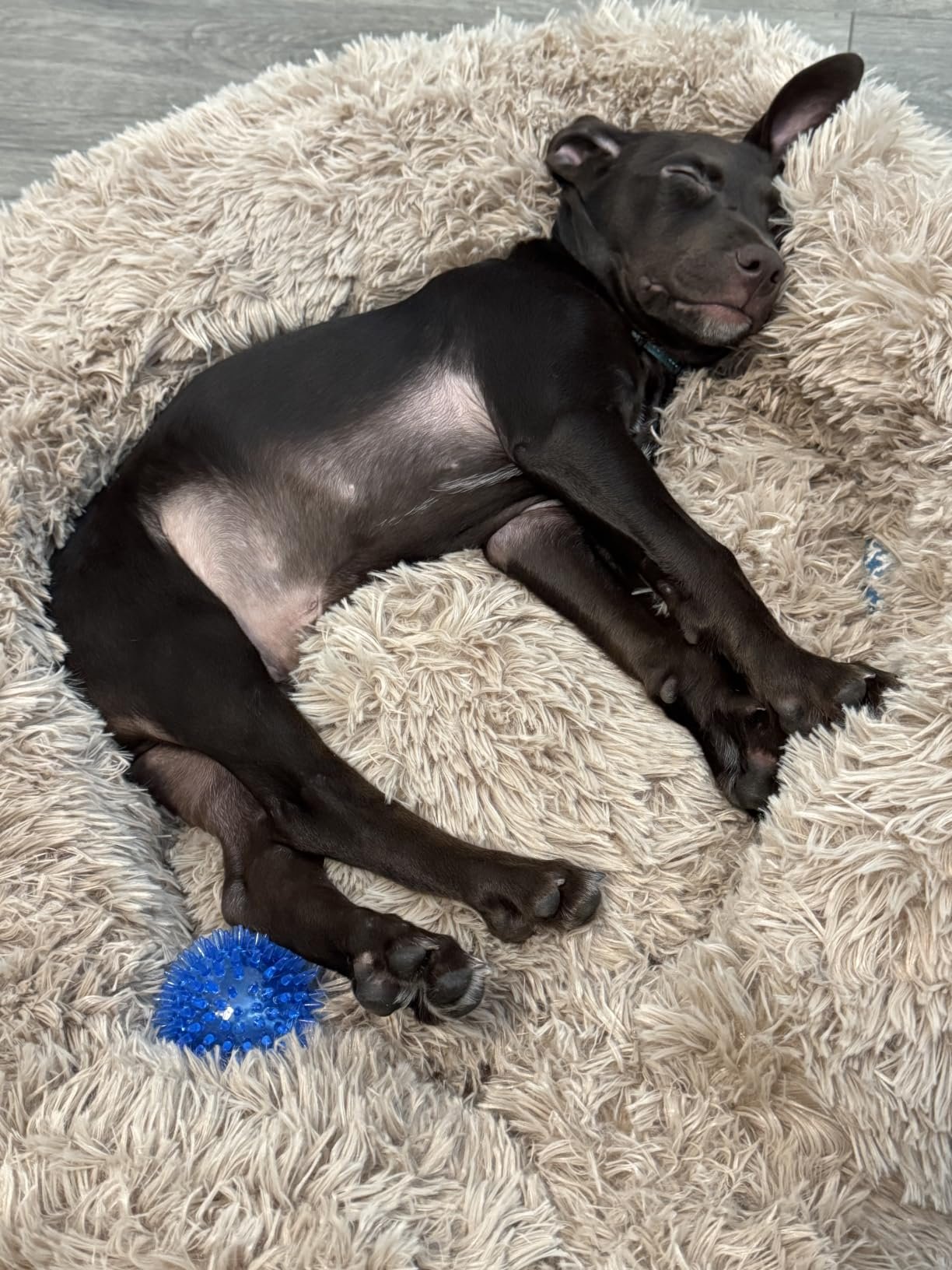 Giant Human‑Size Pet Bed photo review