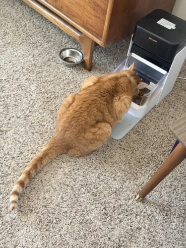 3L RFID Smart Cat Feeder photo review