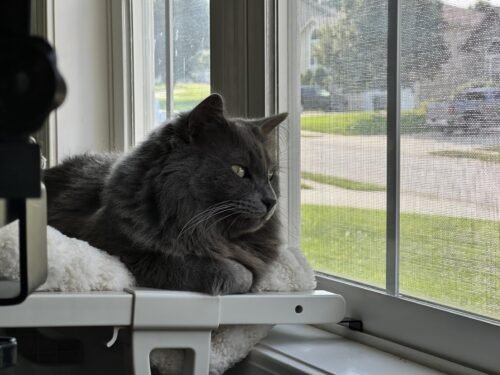 Zakkart 3‑Sided Cat Windowsill Perch photo review