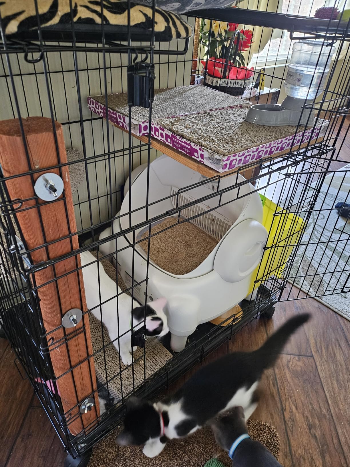 Paruuntys Automatic Litter Box photo review