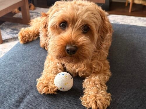 Upgraded Dog Ball Launcher Toy photo review