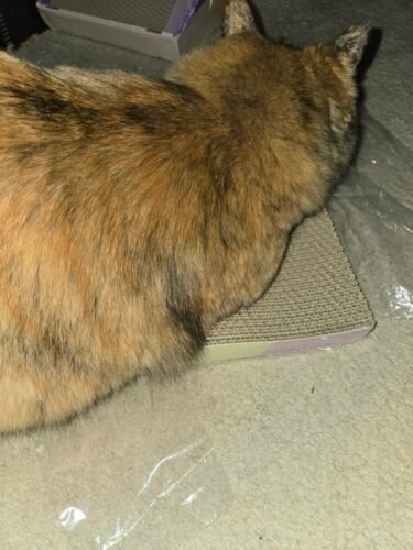 5‑Pack Large Reversible Cat Scratcher photo review