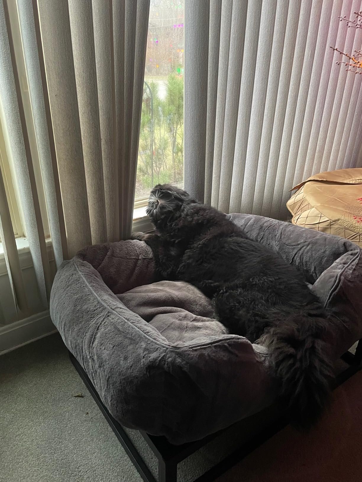 Raised Elevated Pet Dog Bed photo review
