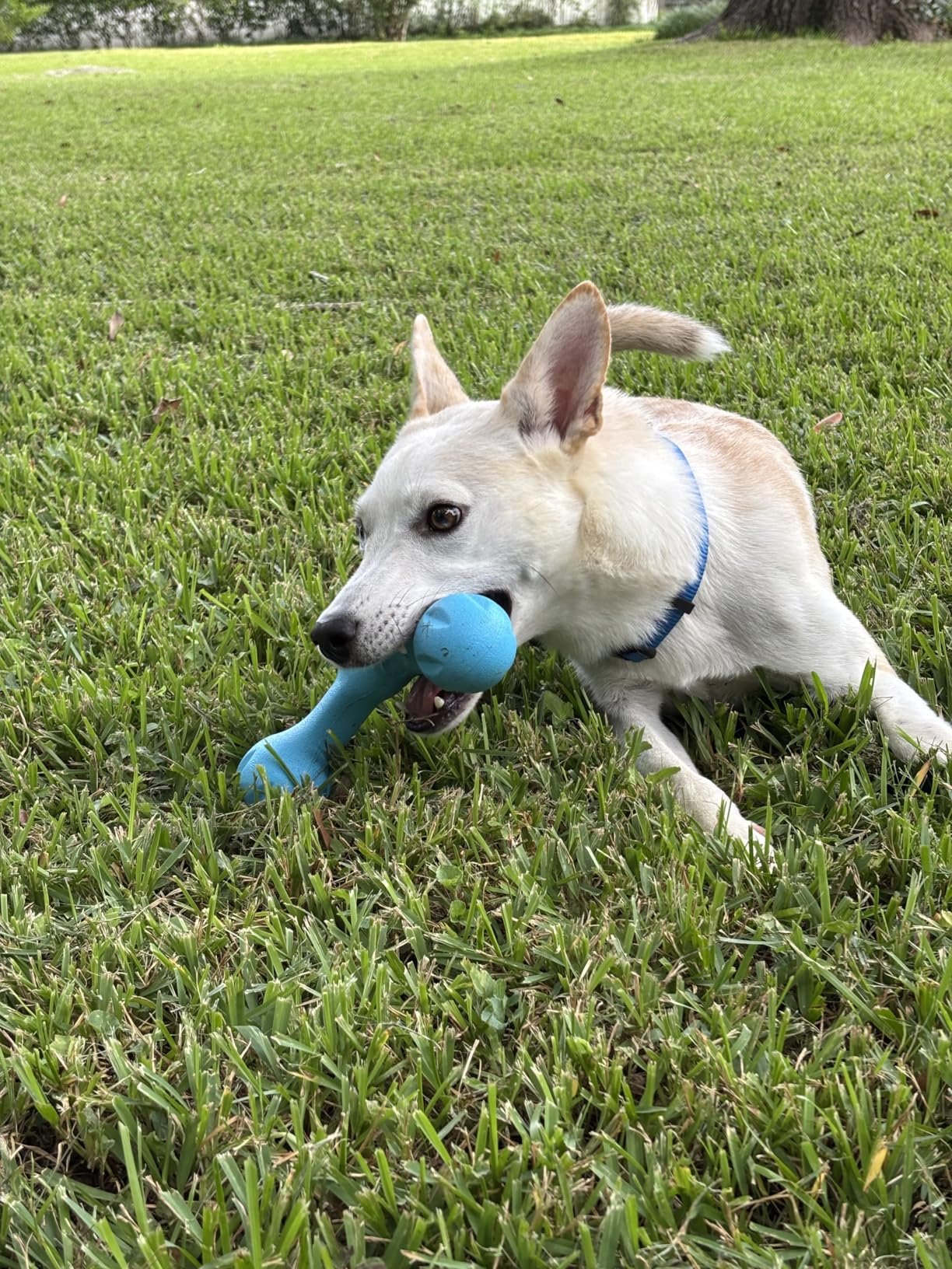 West Paw Large Dog Tug Toy photo review