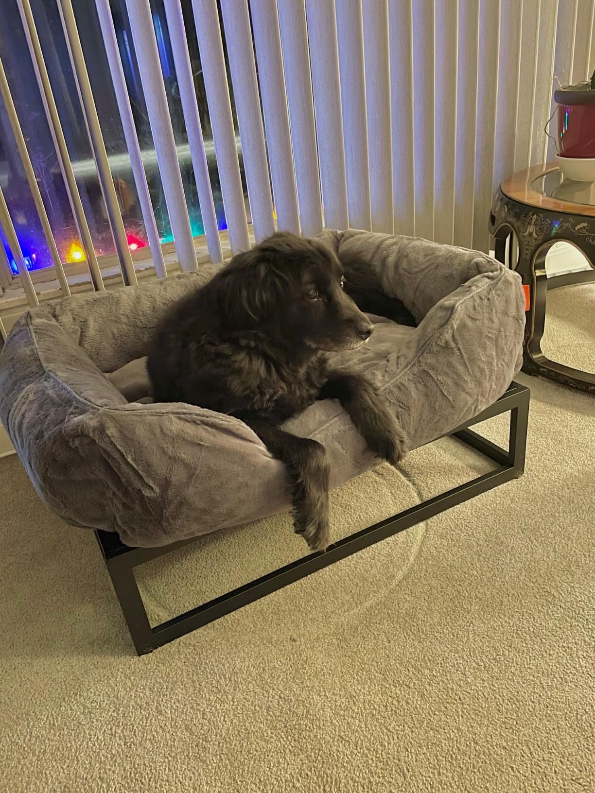 Raised Elevated Pet Dog Bed photo review
