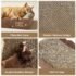 Eheyciga Large Cat Scratcher Bed