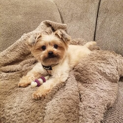 Dental Bristle Bone Dog Toy photo review