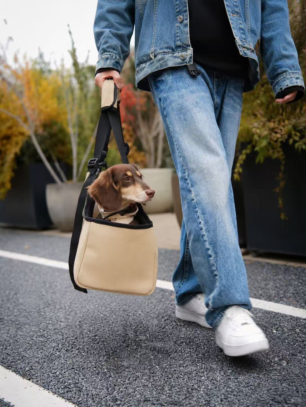 Dachshund puppy riding in a canvas carrier bag