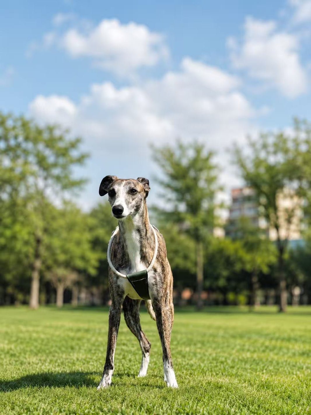 Whippet wearing a harness in a sunny park