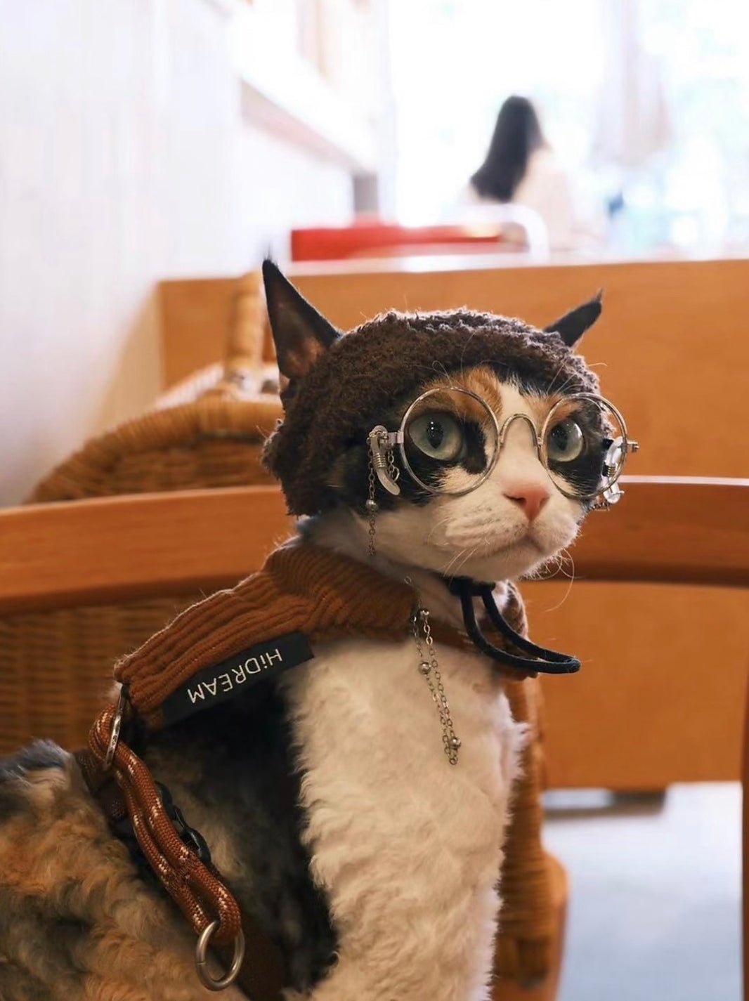 Cat wearing glasses and a knit sweater in a cafe