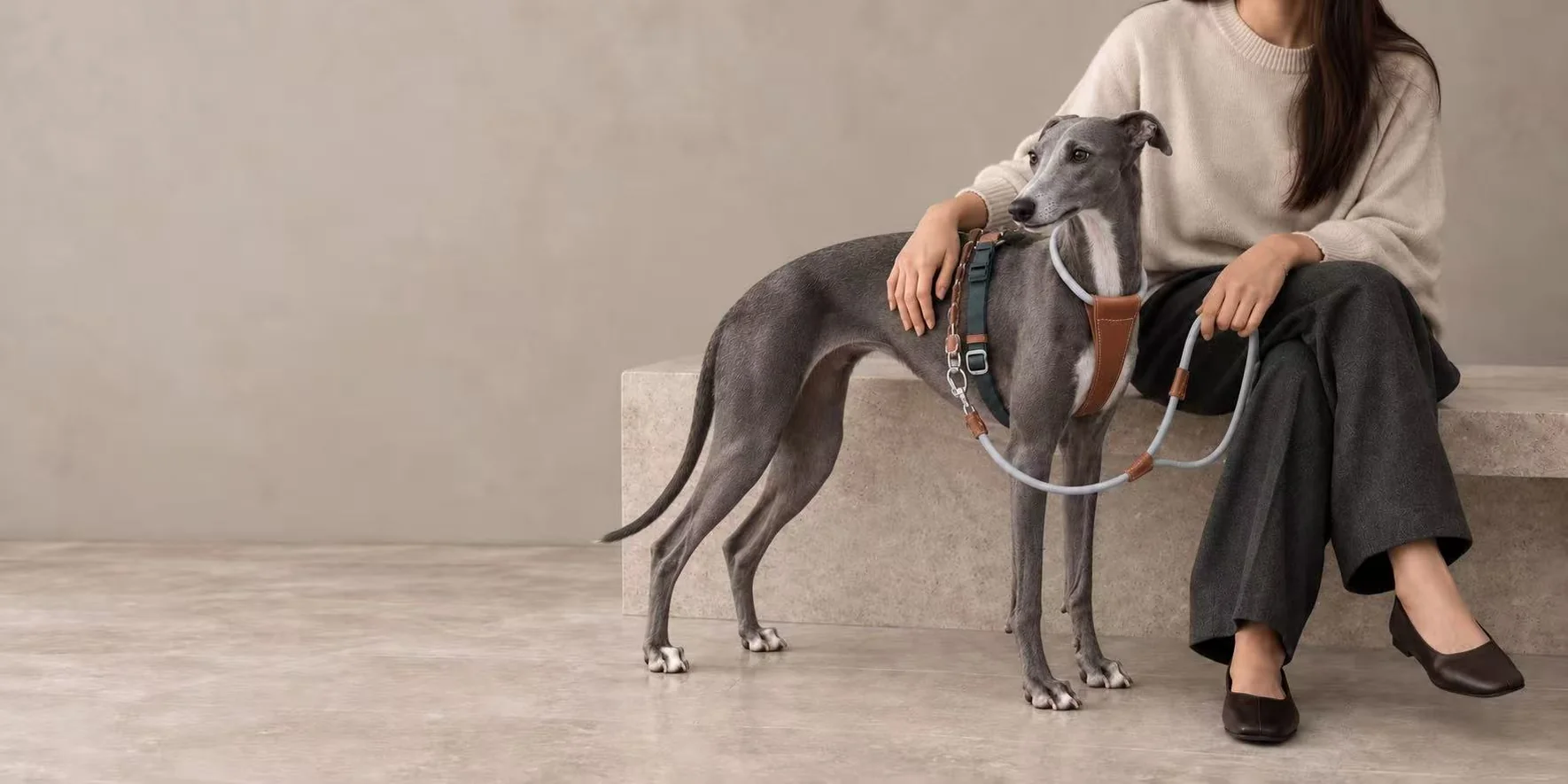 Woman seated with a greyhound wearing a harness